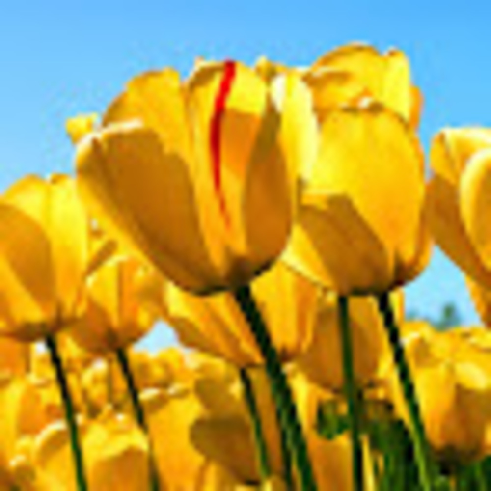 Meet your Posher, Devonda